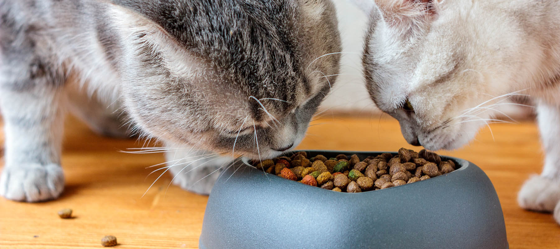 Rescatistas y organizaciones